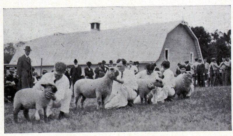 Sheep of Five Breeds